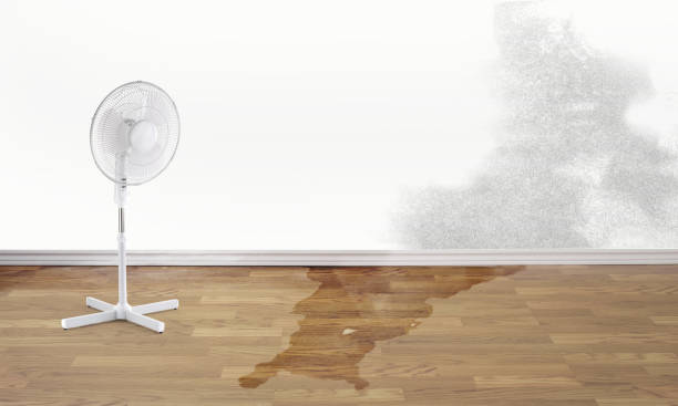 Best Carpet water damage restoration  in Hubbard, OH